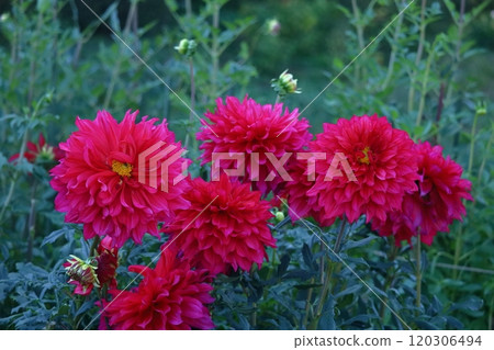 Colorful large flower Colorful large flower 120306494