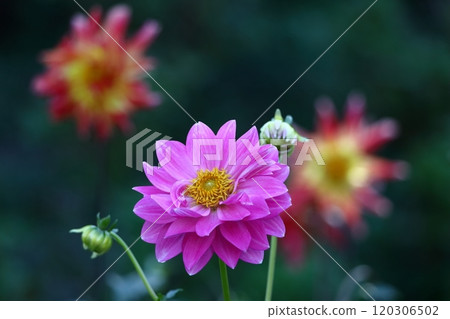 Colorful large flower 120306502