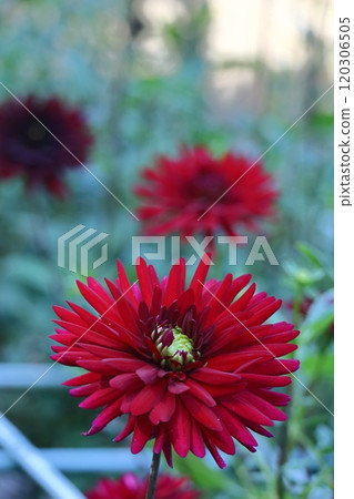 五顏六色的大花 120306505