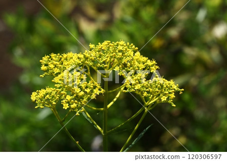 嬌嫩嬌嫩的花 嬌嫩嬌嫩的花 120306597