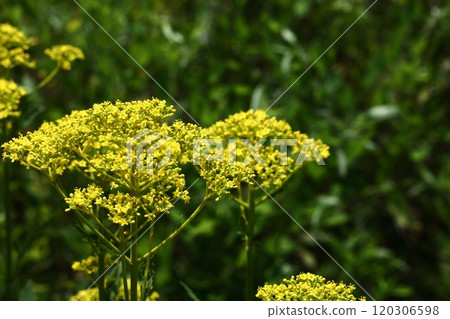 fragile and delicate flower fragile and delicate flower 120306598