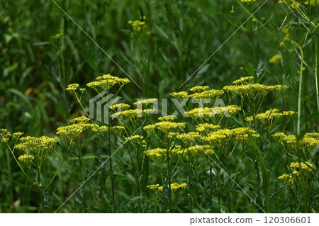 fragile and delicate flower 120306601