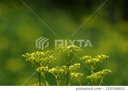 嬌嫩嬌嫩的花 嬌嫩嬌嫩的花 120306602