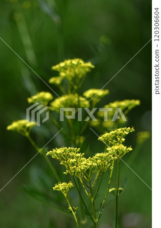 fragile and delicate flower 120306604