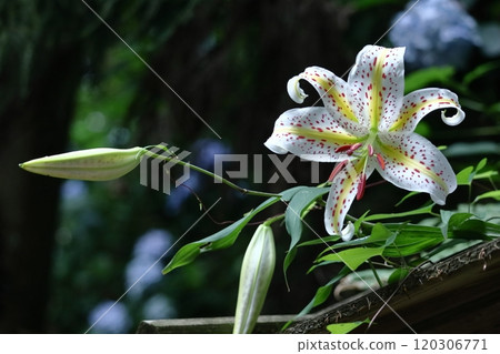 燦爛的百合王 120306771