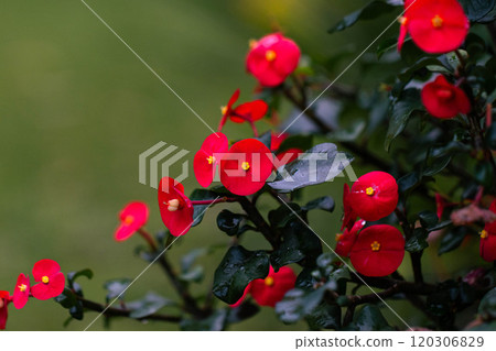 虎刺梅 虎刺梅 120306829