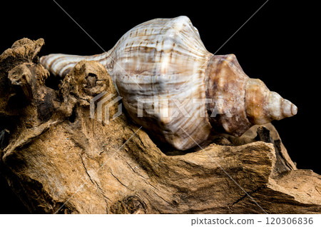 Elegant Conch Shell on Driftwood with Black Background Elegant Conch Shell on Driftwood with Black Background 120306836