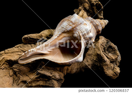 Elegant Conch Shell on Driftwood with Black Background Elegant Conch Shell on Driftwood with Black Background 120306837