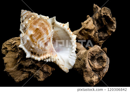 Bursa Spinosa Shell on Driftwood on Black Background 120306842