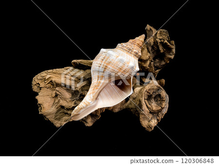 Elegant Conch Shell on Driftwood with Black Background Elegant Conch Shell on Driftwood with Black Background 120306848