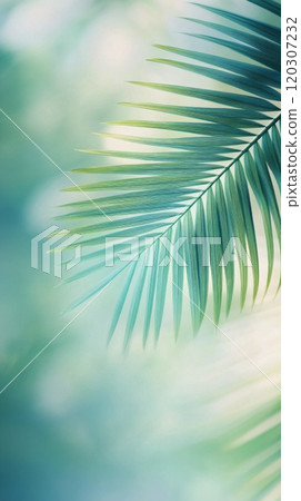 Soft green palm leaves against a blurred blue background in a tranquil tropical setting Soft green palm leaves against a blurred blue background in a tranquil tropical setting 120307232