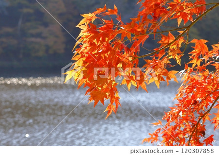 燃燒的秋天 120307858