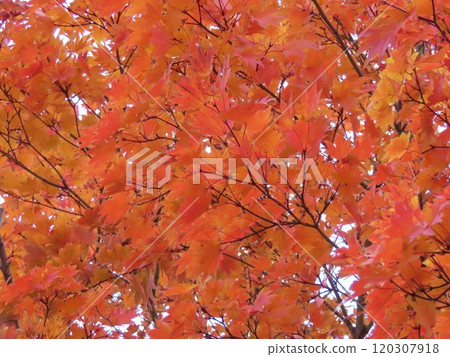 Autumn leaves in autumn colors 120307918