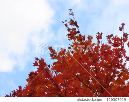 Bright red leaves and blue sky 120307919