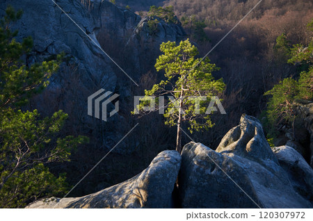 Lone tree amidst rugged rocks, vibrant green foliage contrasting sharply with dark, barren landscape surrounding it. Serene beauty and strength of nature in remote, rocky terrain. 120307972