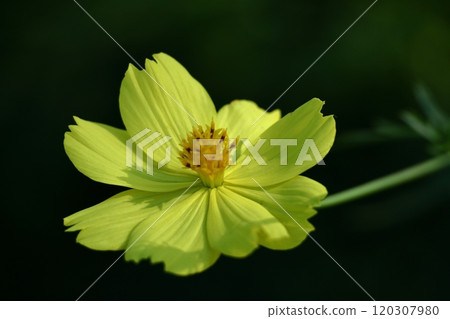 Bloom in the autumn wind Bloom in the autumn wind 120307980