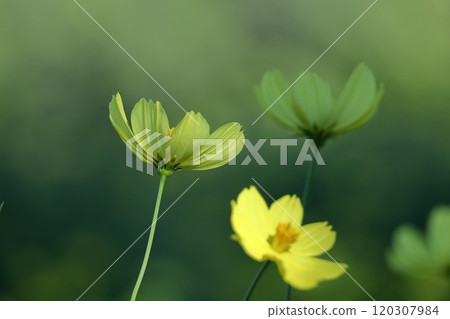 Bloom in the autumn wind Bloom in the autumn wind 120307984