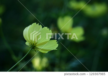 Bloom in the autumn wind Bloom in the autumn wind 120307985