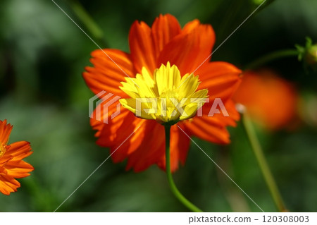 在秋風中綻放 120308003