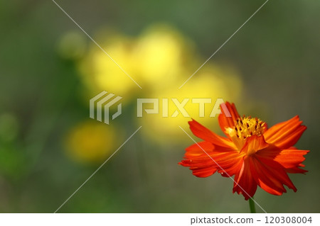 Bloom in the autumn wind Bloom in the autumn wind 120308004