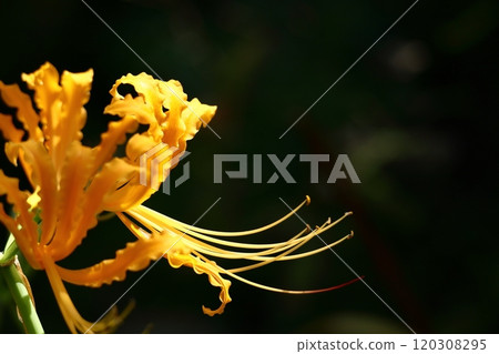 Passion flowers Passion flowers 120308295