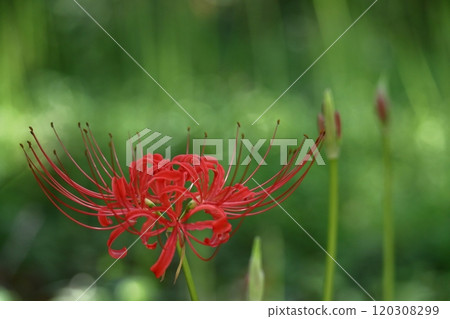 激情花 激情花 120308299