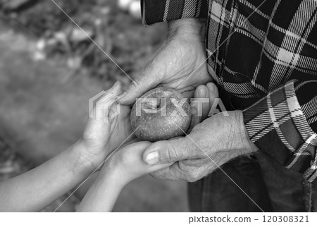 Generational giving elderly hands passing an apple to a child in black and white Generational giving elderly hands passing an apple to a child in black and white 120308321