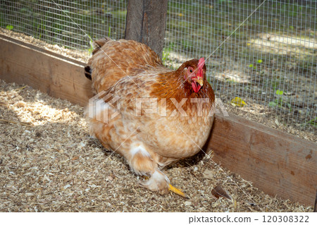 Hen in chicken coop surrounded by wood shavings and wire fence 120308322