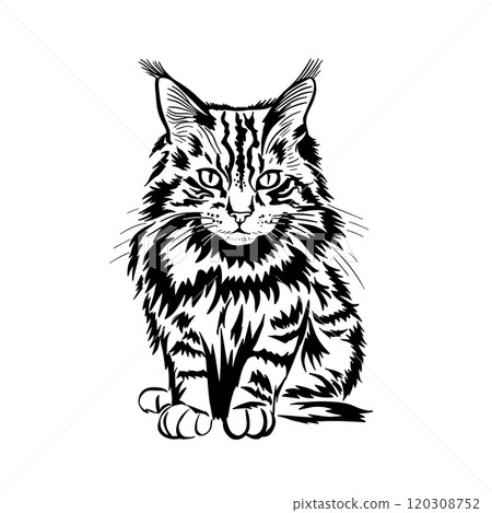 Maine Coon cat graphics. tattoo object. hand drawing. Not AI, Vector illustration Maine Coon cat graphics. tattoo object. hand drawing. Not AI, Vector illustration 120308752
