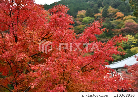 秋葉的吉峰寺 秋葉的吉峰寺 120308936