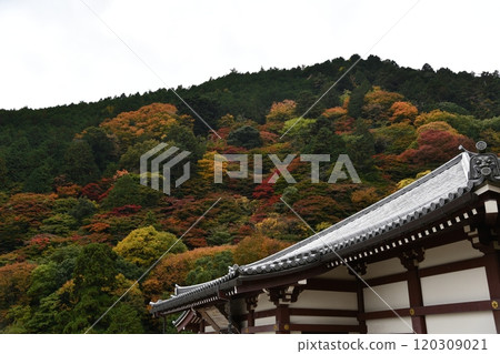 Autumn leaves at Yoshimineji Temple Autumn leaves at Yoshimineji Temple 120309021