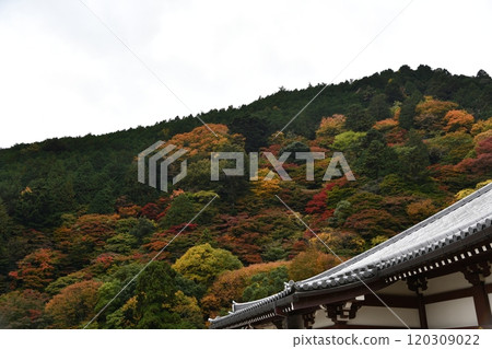 Autumn leaves at Yoshimineji Temple Autumn leaves at Yoshimineji Temple 120309022