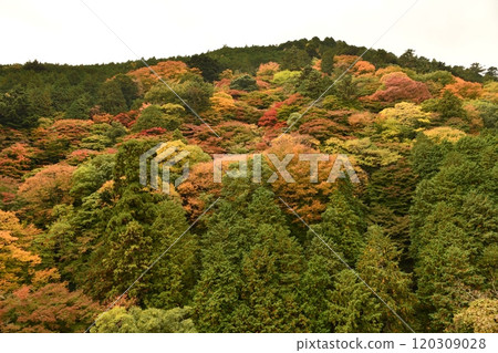 Autumn leaves at Yoshimineji Temple 120309028