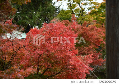 Autumn leaves at Yoshimineji Temple 120309029