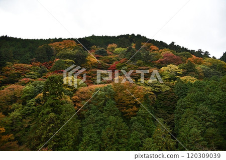 秋葉的吉峰寺 秋葉的吉峰寺 120309039