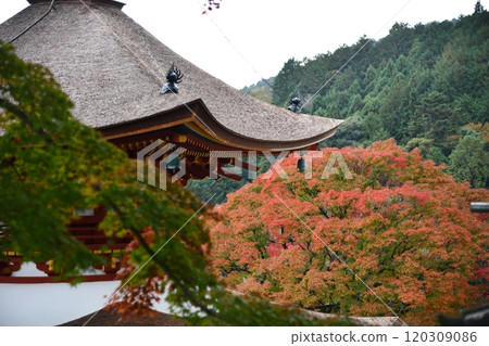 秋葉的吉峰寺 120309086