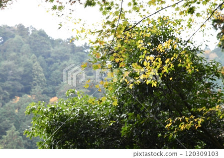 Autumn leaves at Yoshimineji Temple 120309103