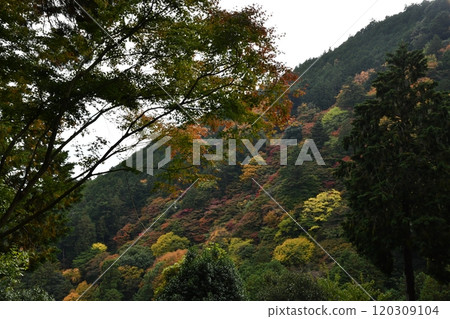 Autumn leaves at Yoshimineji Temple Autumn leaves at Yoshimineji Temple 120309104