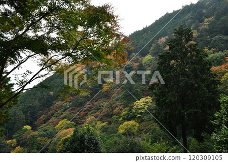 Autumn leaves at Yoshimineji Temple Autumn leaves at Yoshimineji Temple 120309105