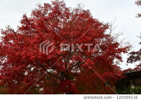 Autumn leaves at Yoshimineji Temple Autumn leaves at Yoshimineji Temple 120309116