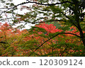 Autumn leaves at Yoshimineji Temple 120309124