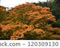 Autumn leaves at Yoshimineji Temple 120309130