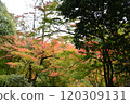 Autumn leaves at Yoshimineji Temple 120309131
