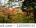 Autumn leaves at Yoshimineji Temple 120309132