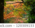 Autumn leaves at Yoshimineji Temple 120309133