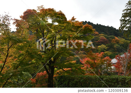 Autumn leaves at Yoshimineji Temple 120309136