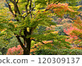 Autumn leaves at Yoshimineji Temple 120309137