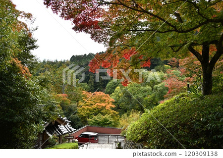 Autumn leaves at Yoshimineji Temple Autumn leaves at Yoshimineji Temple 120309138