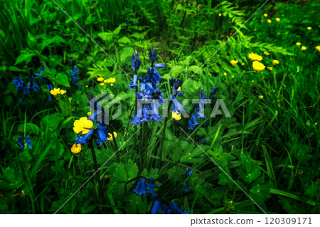 Yellow buttercups and bluebells grow amidst lush green grass and ferns. Several blooms are visible, showcasing vibrant colors. Yellow buttercups and bluebells grow amidst lush green grass and ferns. Several blooms are visible, showcasing vibrant colors. 120309171