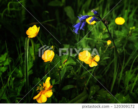 Close-up view of wildflowers in a natural setting. Buttercups and bluebells are seen in various stages of bloom. Close-up view of wildflowers in a natural setting. Buttercups and bluebells are seen in various stages of bloom. 120309172